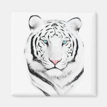 Tigre branco Siberian Imas