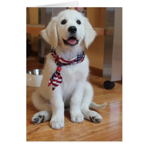 Todo o filhote de cachorro americano, patriota o m cartoes