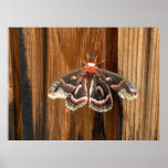 Traça de cecropia do Hyalophora Posters