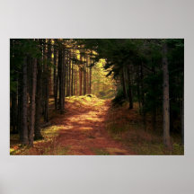 Trajeto de floresta Sunlit Poster