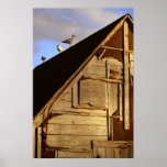 Três gaivota posters