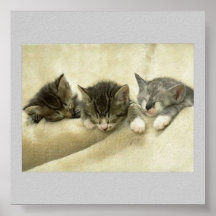 Três gatinhos sonolentos pôsteres