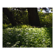 Trevos do verão impressão fotográfica
