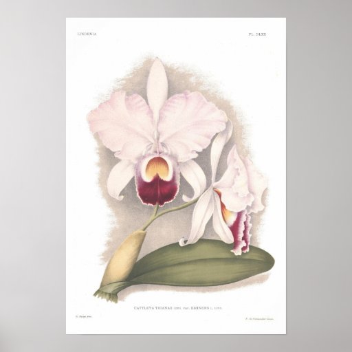 Trianae de Cattleya Posteres