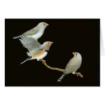 Trio do passarinho de zebra - guttata de Taeniopyg Cartão