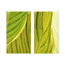 Tropical. Folha Impressão De Canvas Envolvidas