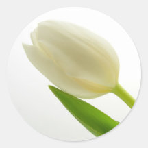 Tulipa branca adesivos