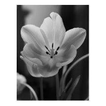 Tulipa do primavera no cartão monocromático cartão postal