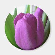 Tulipa roxa ima de geladeira