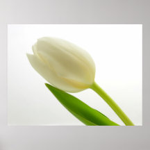 Tulipa simples pôsteres