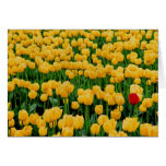Tulipa vermelha em um campo amarelo da tulipa cartões
