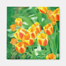 Tulipas da luz do sol imã