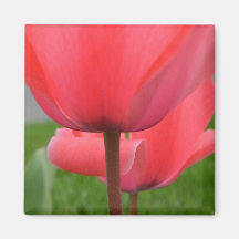 Tulipas no Pastel Imãs De Geladeira