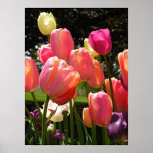 tulipas pôsteres