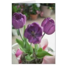 Tulipas roxas cartao
