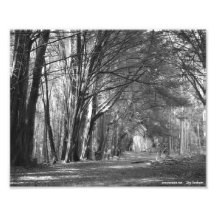 Túnel da árvore fotografia
