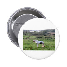Um cavalo botons