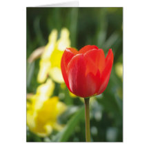 Único cartão vermelho da flor da tulipa |