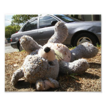 Urso Fotos