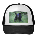 Urso Cub preto bonito que funciona na grama verde Bones
