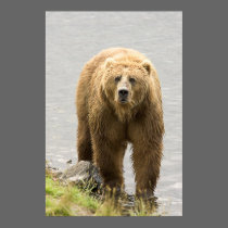 Urso de Brown posters
