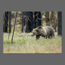 Urso de urso no campo posters