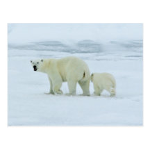 Urso polar e Cub Cartão Postal