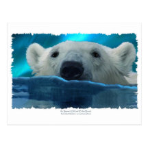 URSO POLAR NADADOR CARTOES POSTAIS