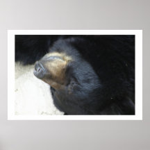 urso posters