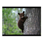 URSO PRETO CARTAO POSTAL