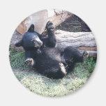 Urso preto Cub de Alaska Imãs