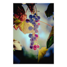 Uvas Impressão Fotográficas