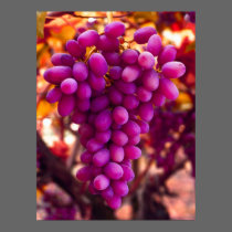 Uvas, símbolo de Cesar Chavez posters
