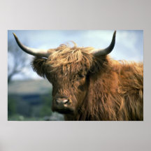 Vaca das montanhas posteres