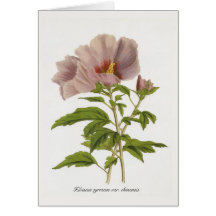 Variedades do syriacus do hibiscus chinensis por L Cartoes