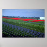 Vários remendos das flores, Países Baixos Pôsteres
