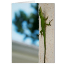 Verde de Li'l Cartões