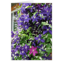 Videira do Clematis, inspirada Cartao