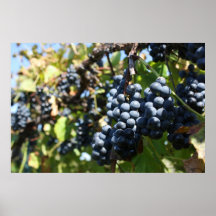 Vinhedo das uvas pôsteres