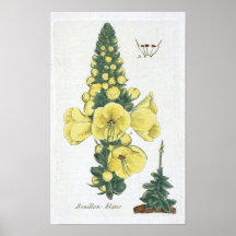 Vintage-Botânico-La-Flore-DES-Arrabaldes-De-Paris Posteres
