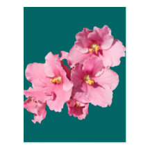 Violeta africana cartao postal