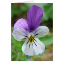 Violeta de corno (viola) cartões