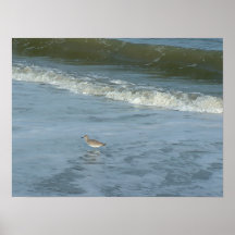 Wader Posteres