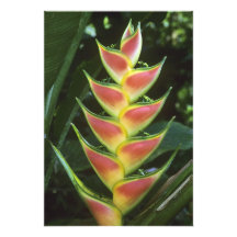 Walkeriana de Heliconias, de Heliconia), Selva do  Impressão Fotográfica