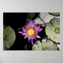 Waterlily Impressão