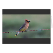 Waxwing de cedro cartao
