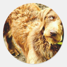 Weimardoodle Adesivo Redondo