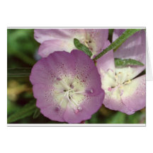 wildflower1 cartoes