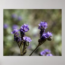 Wildflower do roxo do Scorpionweed Posteres