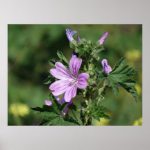 wildflower posters